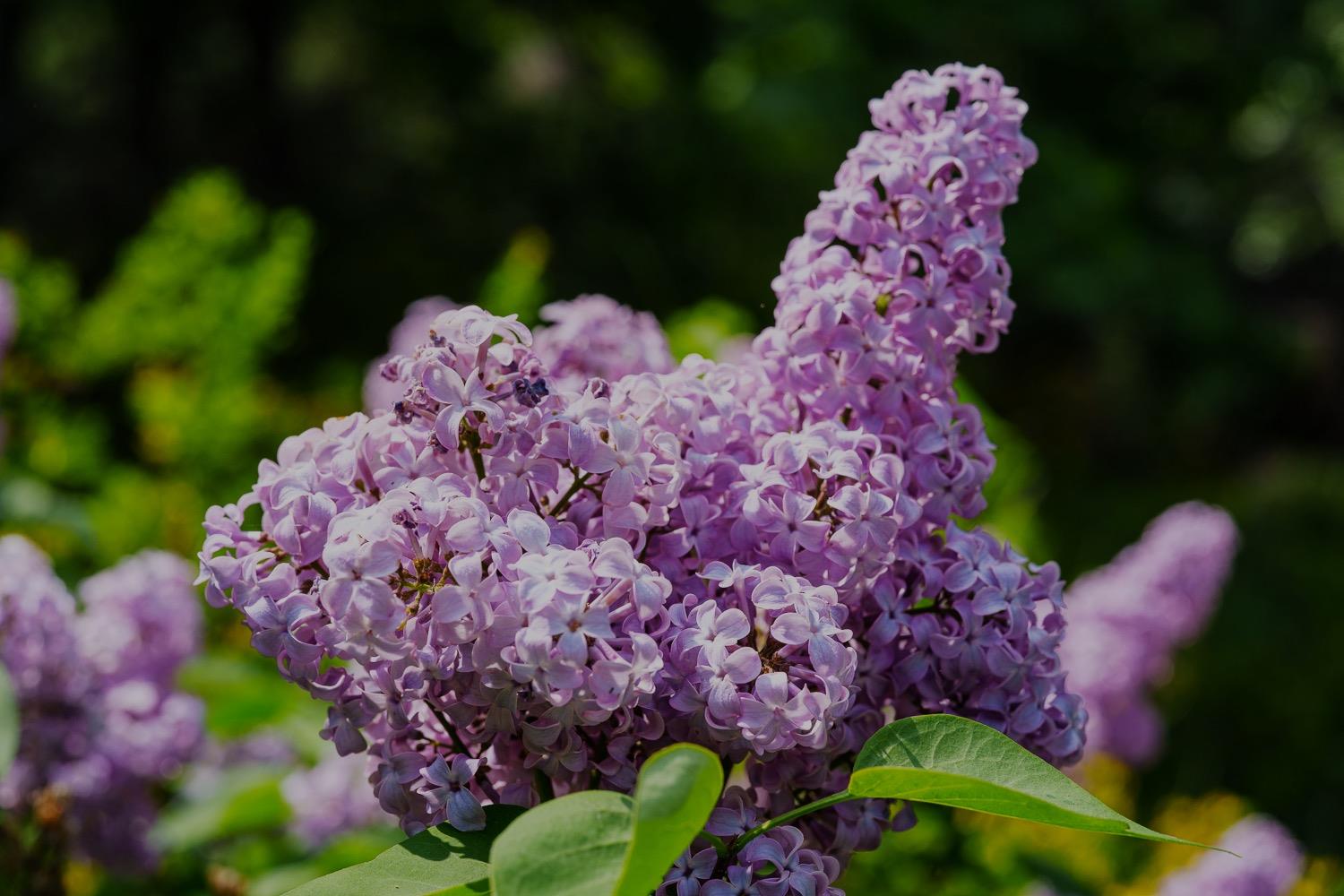 16397 Indiana Ranch Road Dobbins, CA 95935 - Photo 9 of 76 a picture of flowers