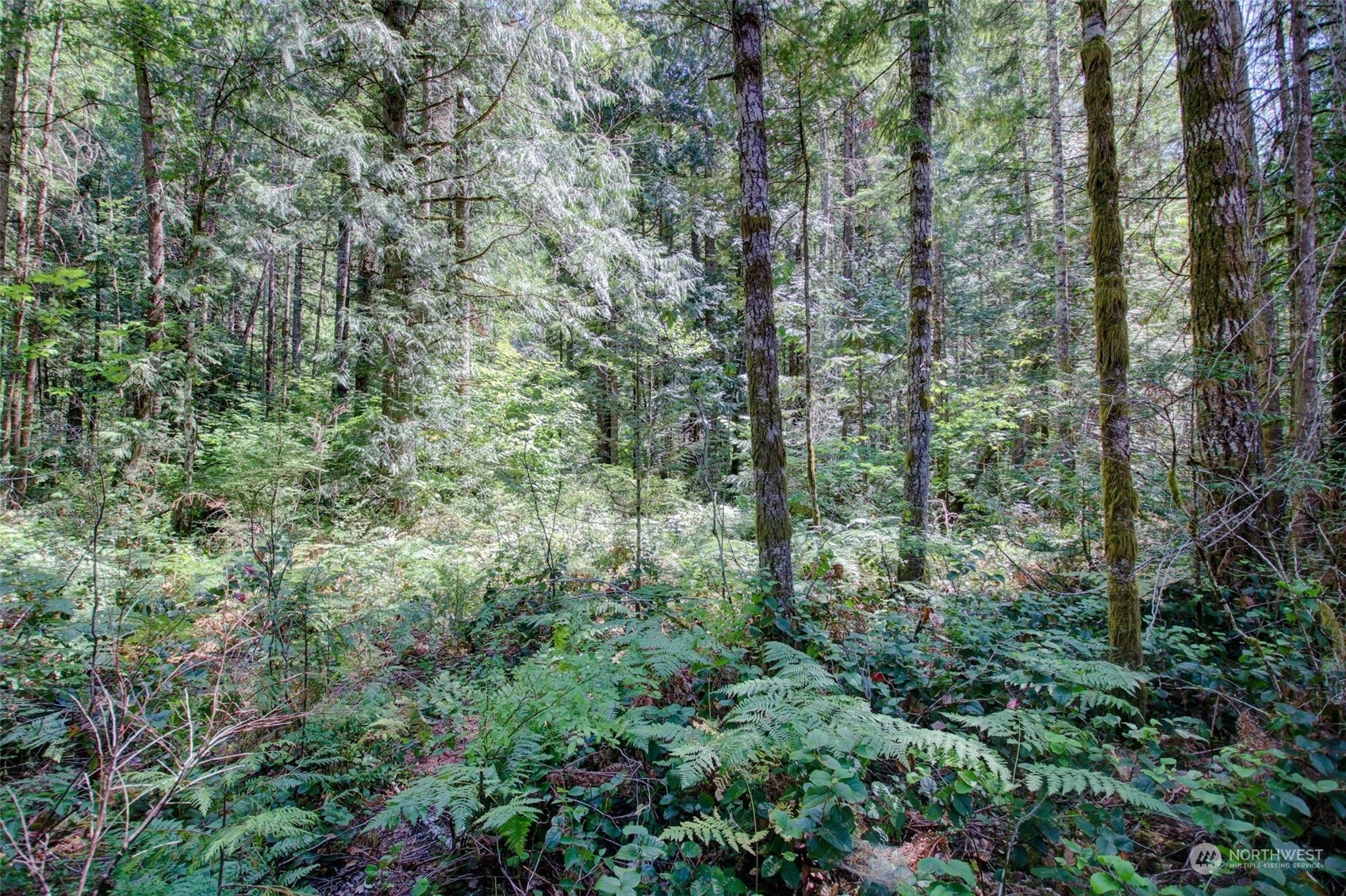 59564 Rockport Cascade Road Marblemount, WA 98267 - Photo 5 of 9 Gallery Image 5