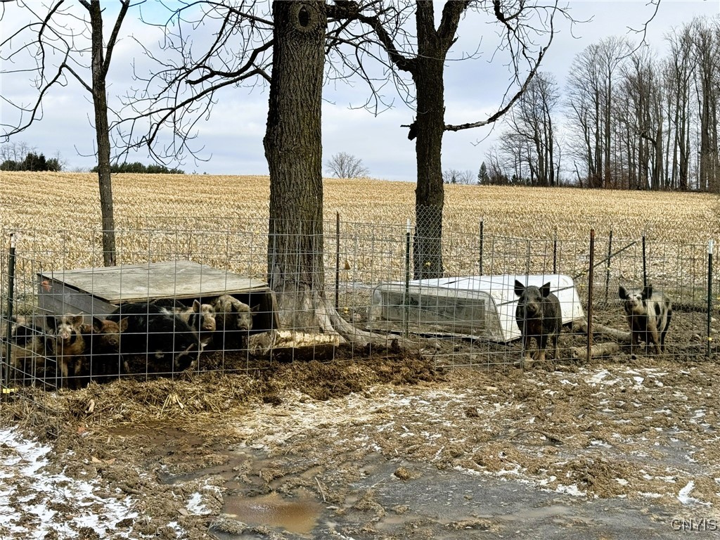 4256 12 Corners Road Niles, NY 13152 - Photo 12 of 14 Pig Enclosure