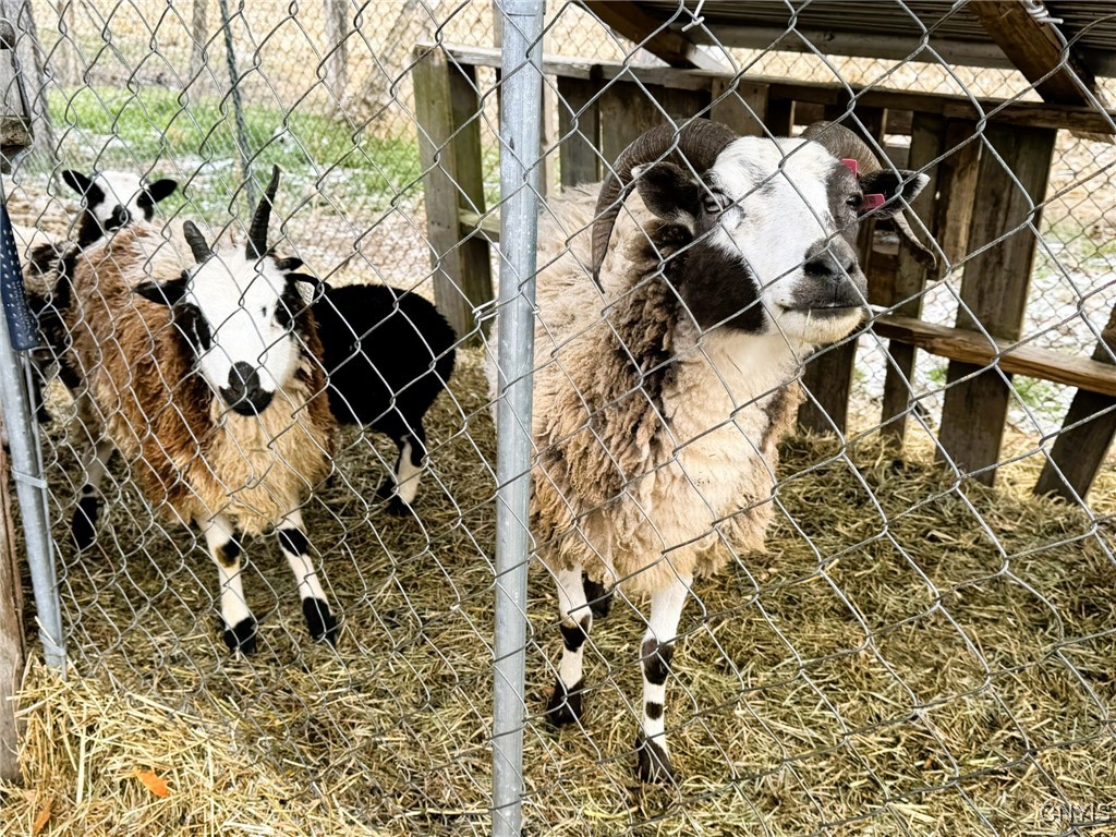 4256 12 Corners Road Niles, NY 13152 - Photo 9 of 14 Goat Enclosure