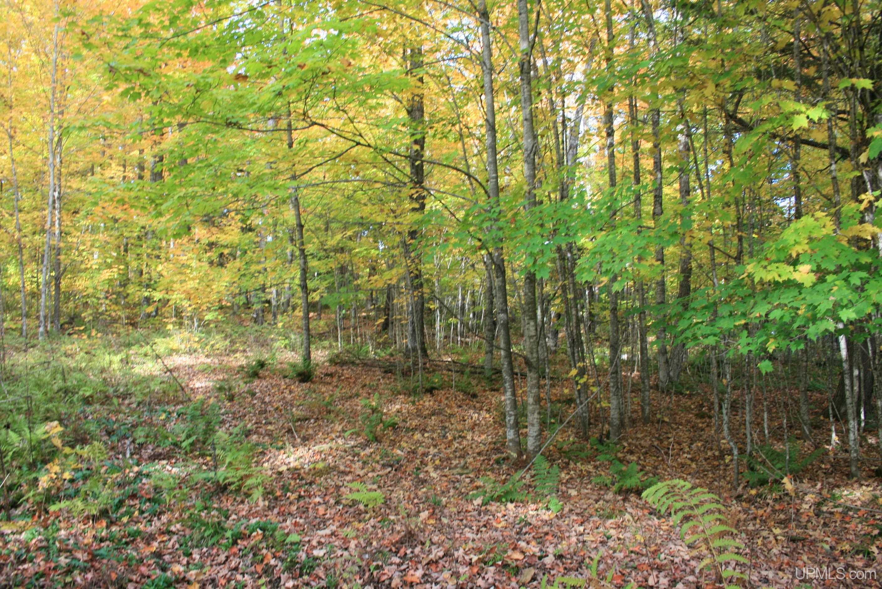 Tbd University Road Iron River, MI 49935 - Photo 8 of 12