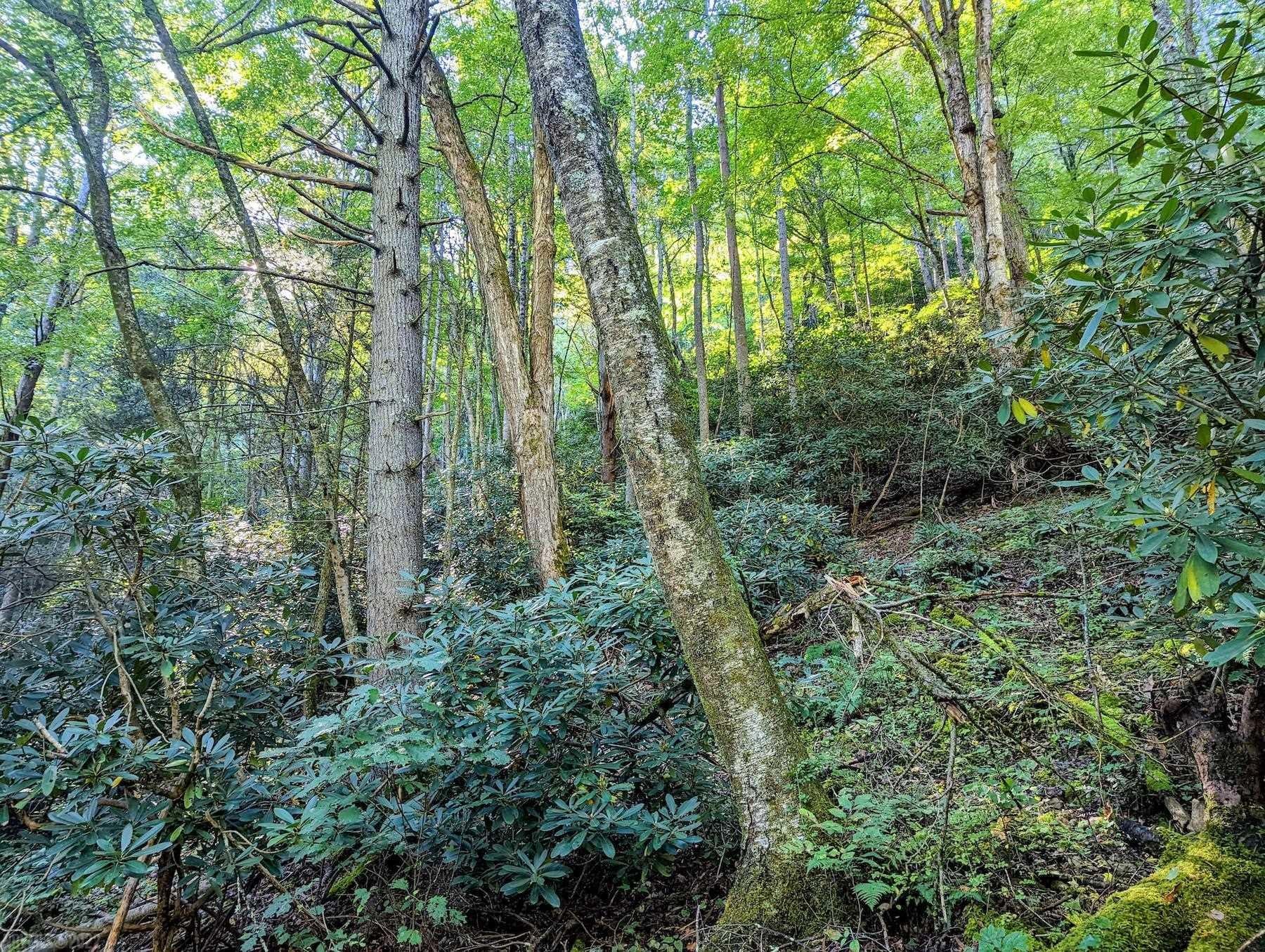 1845 Goose Creek Road Check, VA 24072 - Photo 17 of 19 Gallery Image 17