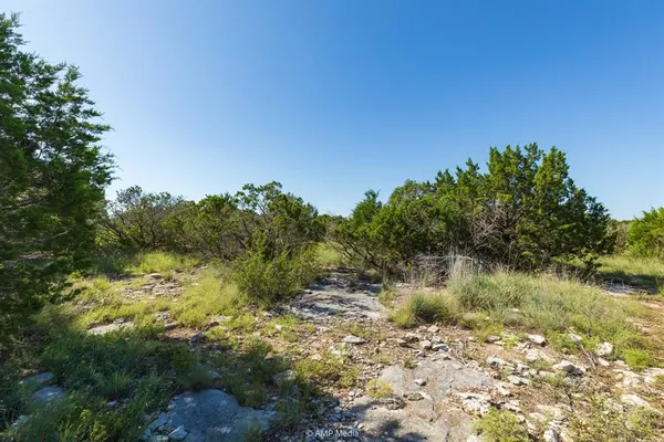 a view of a yard with plants and large trees