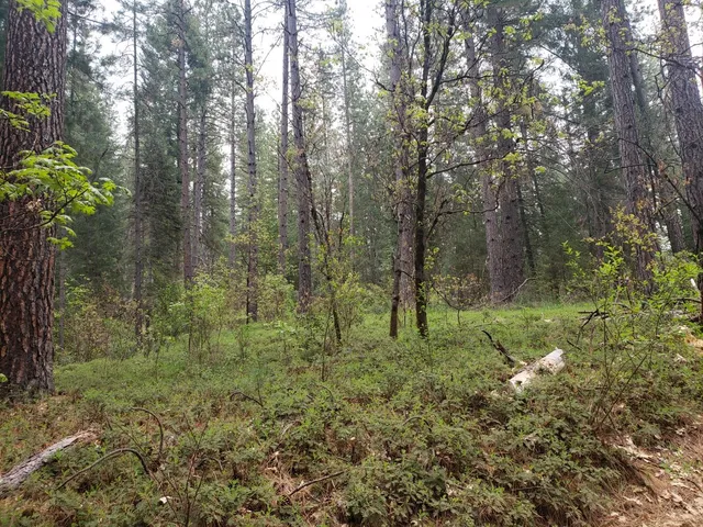 a view of a lush green forest