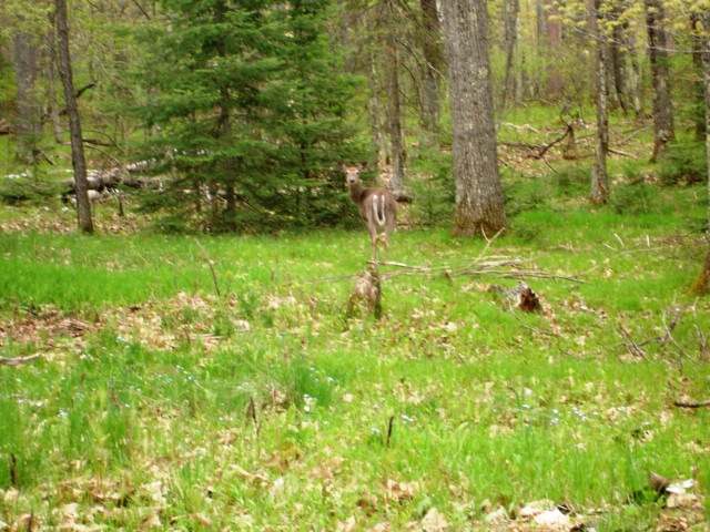 1551 Vaughn Road Eagle River, WI 54521 - Photo 3 of 20 Gallery Image 3