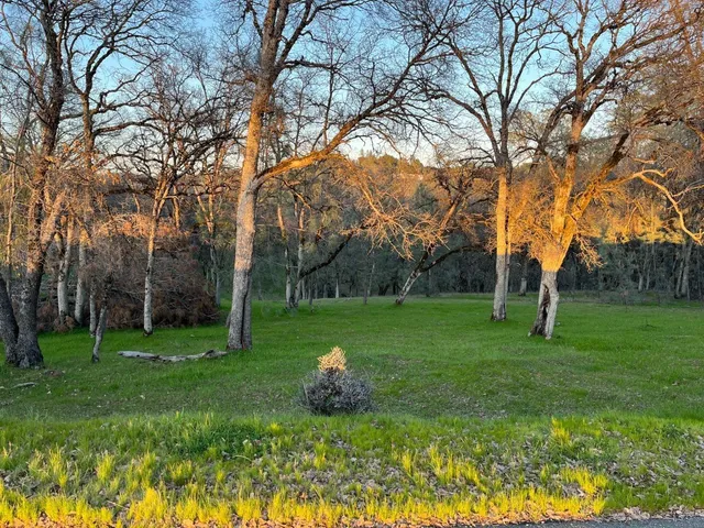 a view of a garden with large trees