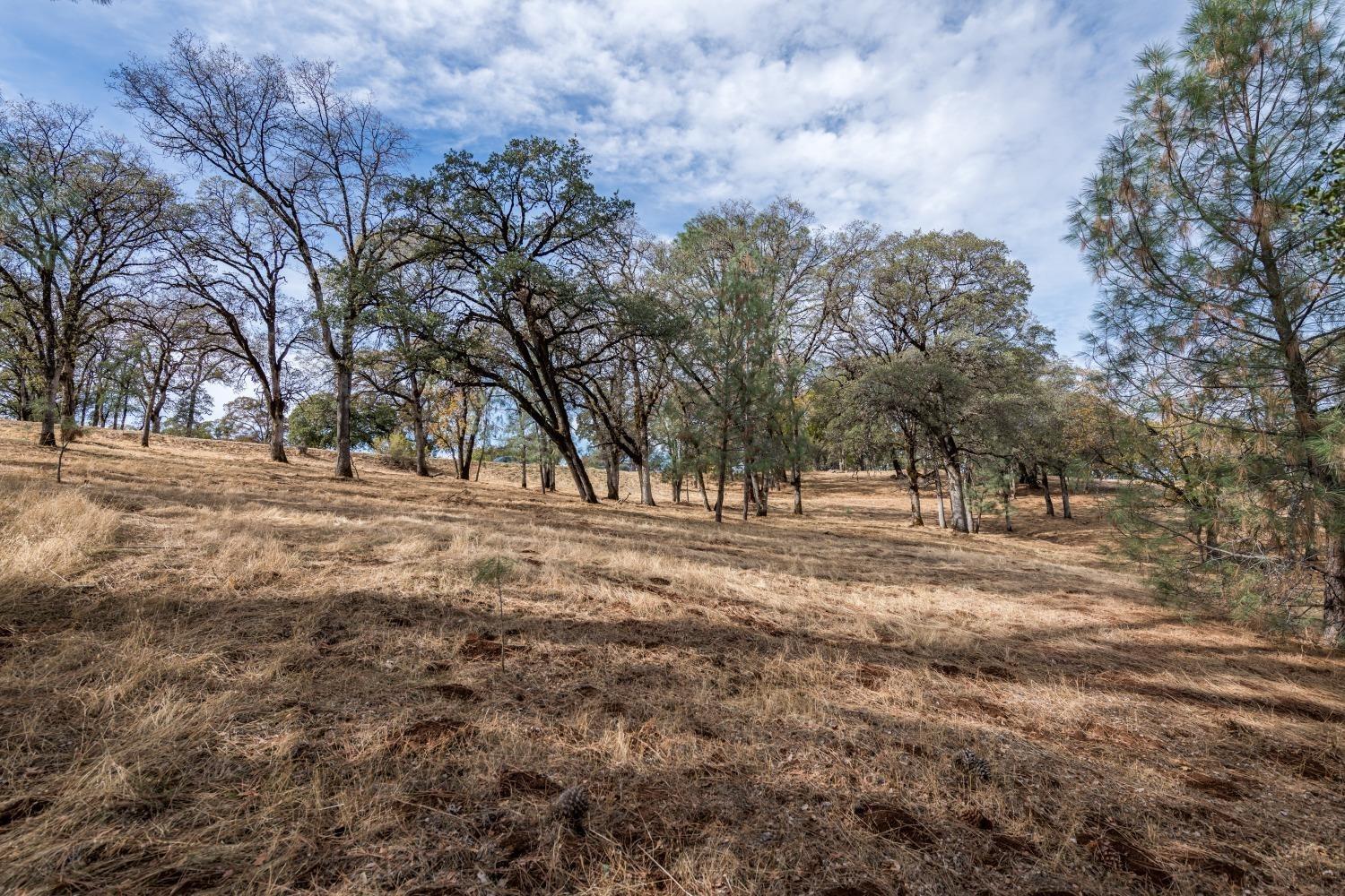23045 Moon Ridge Court Auburn, CA 95602 - Photo 11 of 19 a view of outdoor space with trees