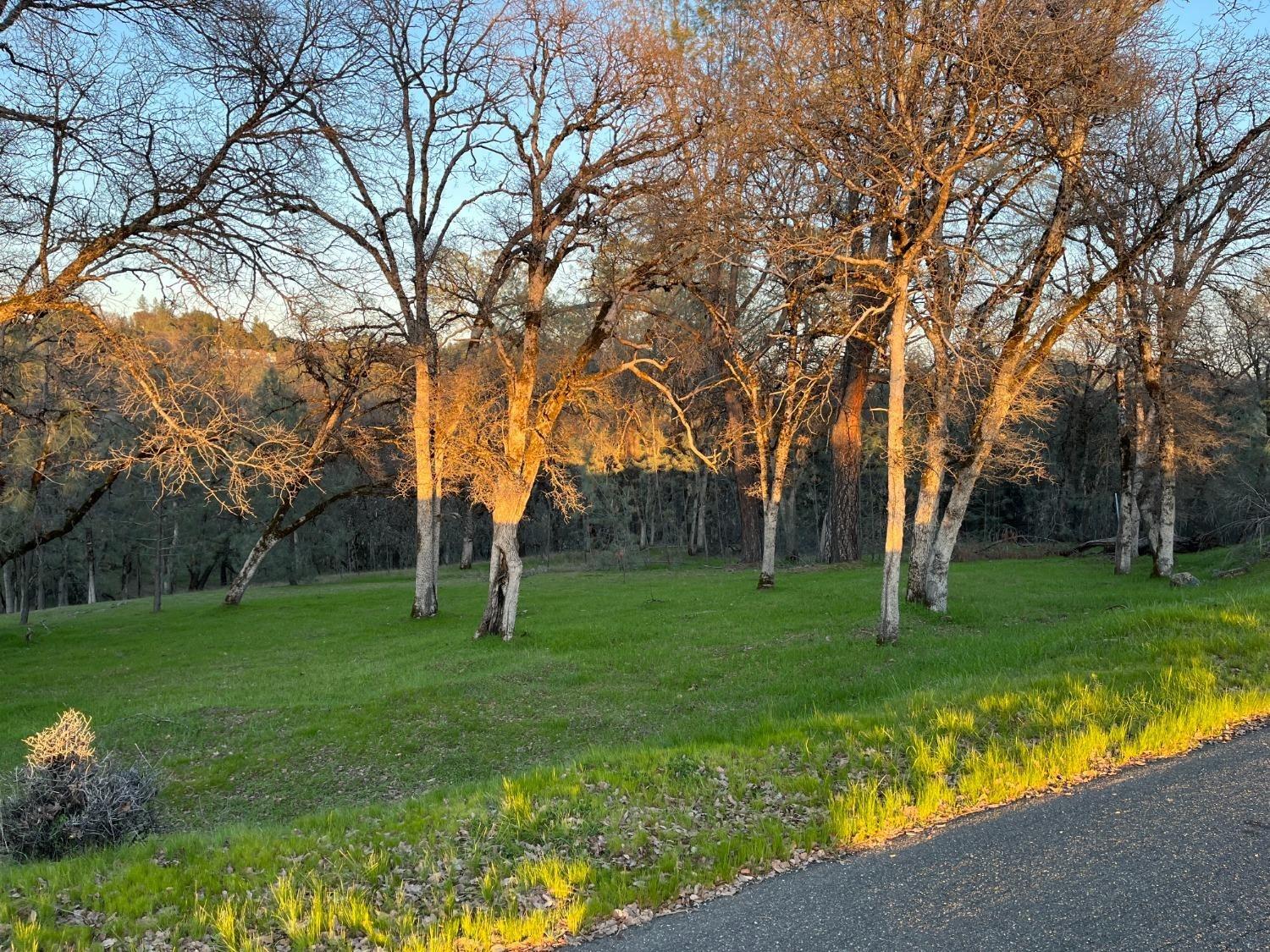 23045 Moon Ridge Court Auburn, CA 95602 - Photo 2 of 19 a huge green field with lots of trees