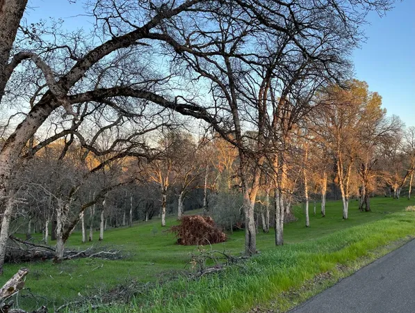 a green field with lots of trees