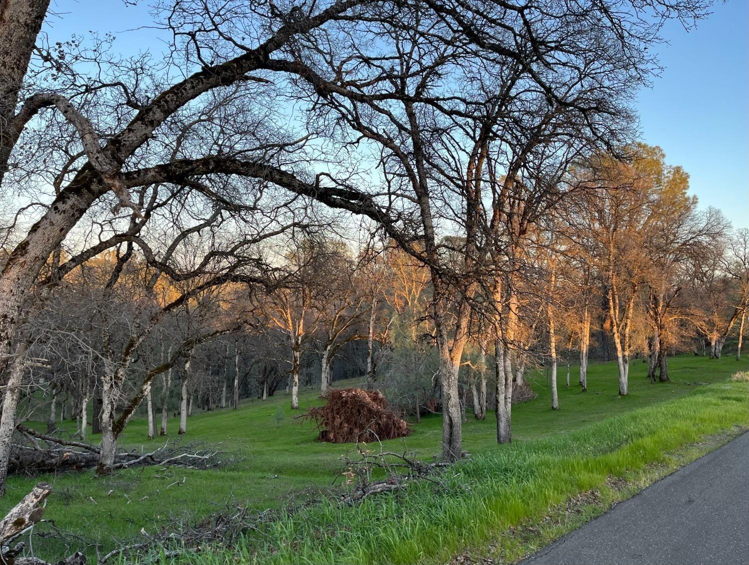 23045 Moon Ridge Court Auburn, CA 95602 - Photo 3 of 19 a green field with lots of trees