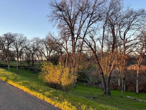 a view of a yard with large trees