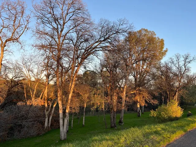 a view of a park with large trees