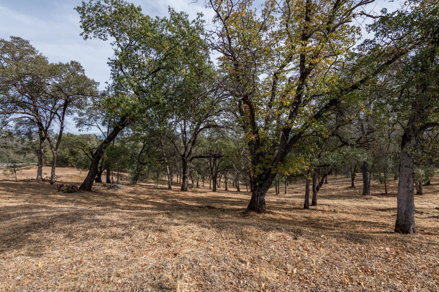 23045 Moon Ridge Court Auburn, CA 95602 - Photo 7 of 19 a view of outdoor space with trees