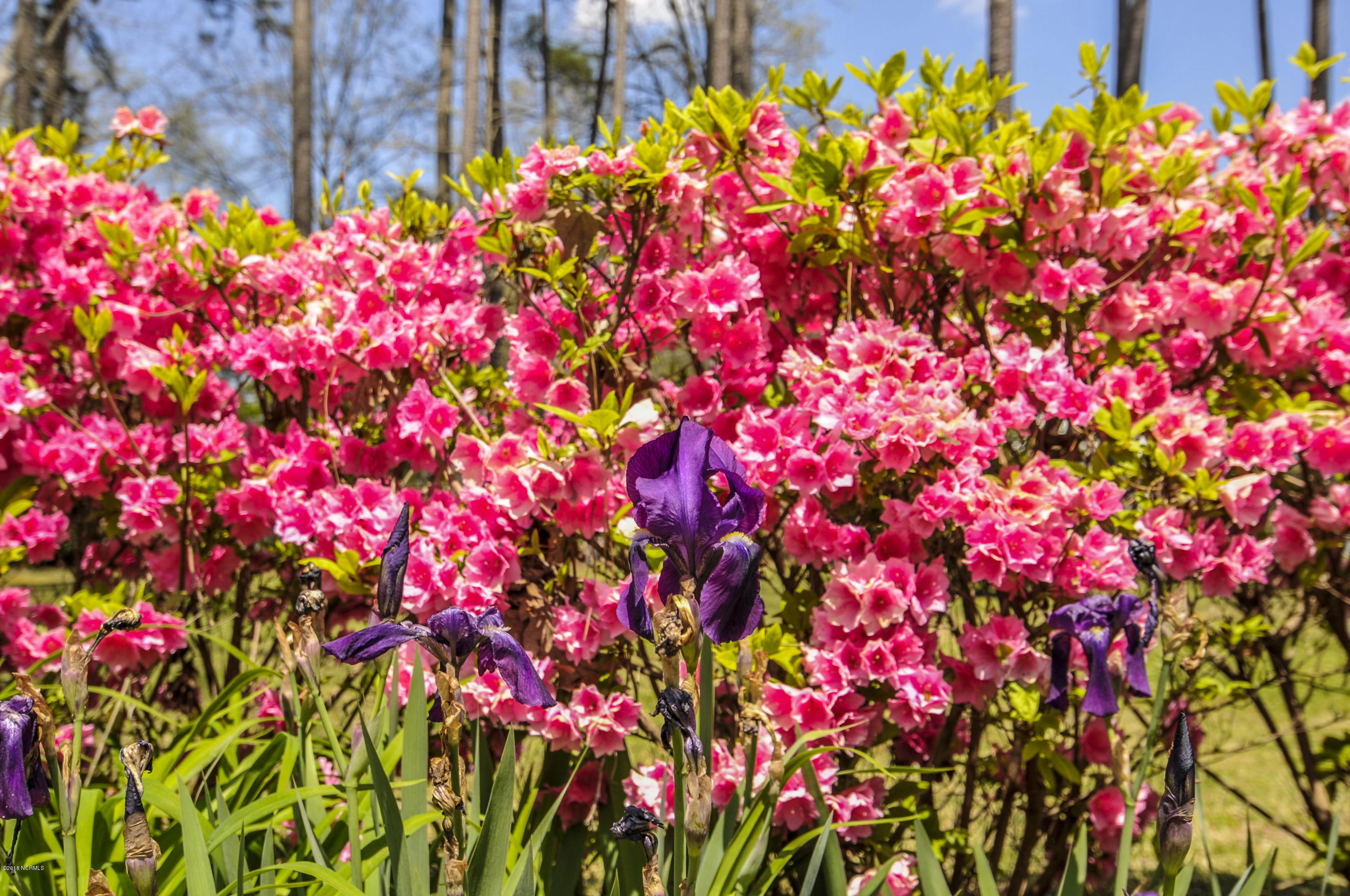 416 Lawson Road Washington, NC 27889 - Photo 51 of 60 416LawsonRd0005400001