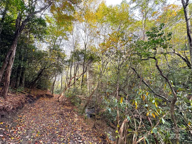 an outdoor space with lots of trees