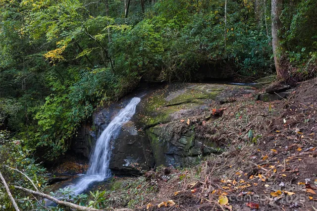 a view of tall trees next to a road