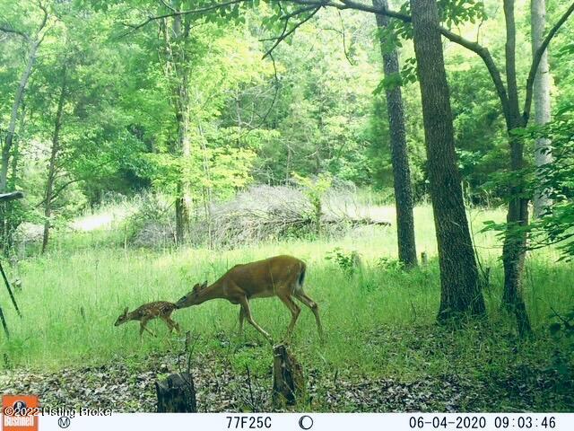 3300 Morgantown Road Caneyville, KY 42721 - Photo 23 of 26 28