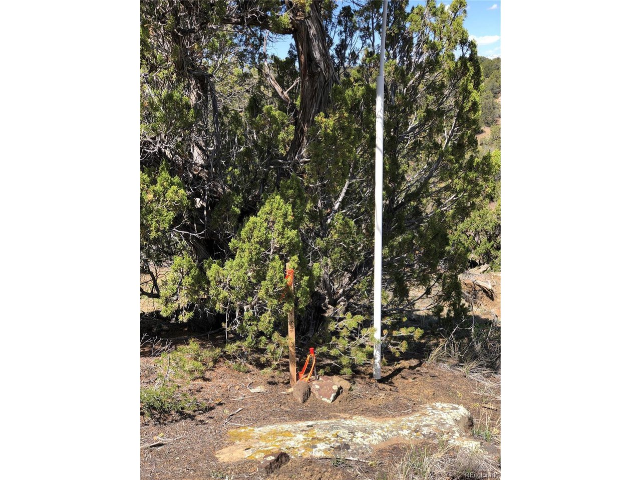 898 Rio Cucharas Phs 3 Walsenburg, CO 81089 - Photo 15 of 15 a view of a tree with some plants in front of it
