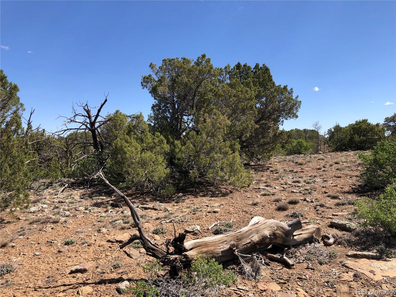 898 Rio Cucharas Phs 3 Walsenburg, CO 81089 - Photo 9 of 15 a view of a tree with a yard