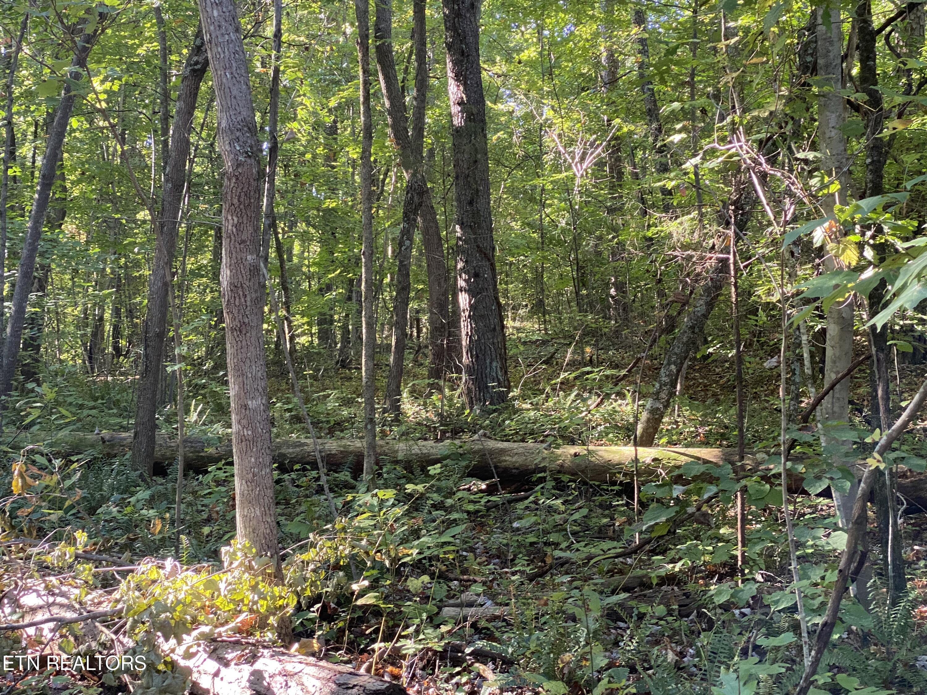 0 Conner Road Powell, TN 37849 - Photo 2 of 5 IMG_8672