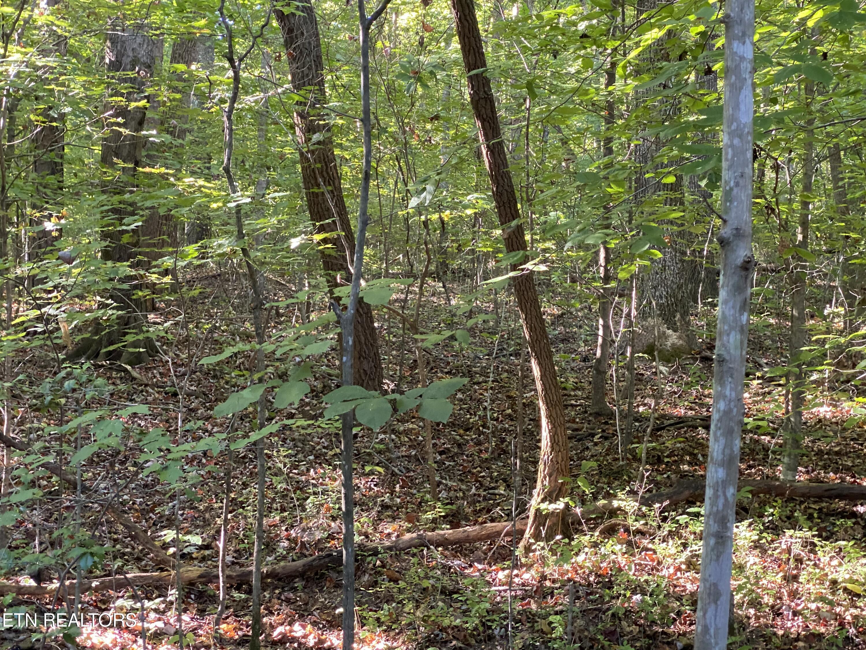 0 Conner Road Powell, TN 37849 - Photo 4 of 5 IMG_8679