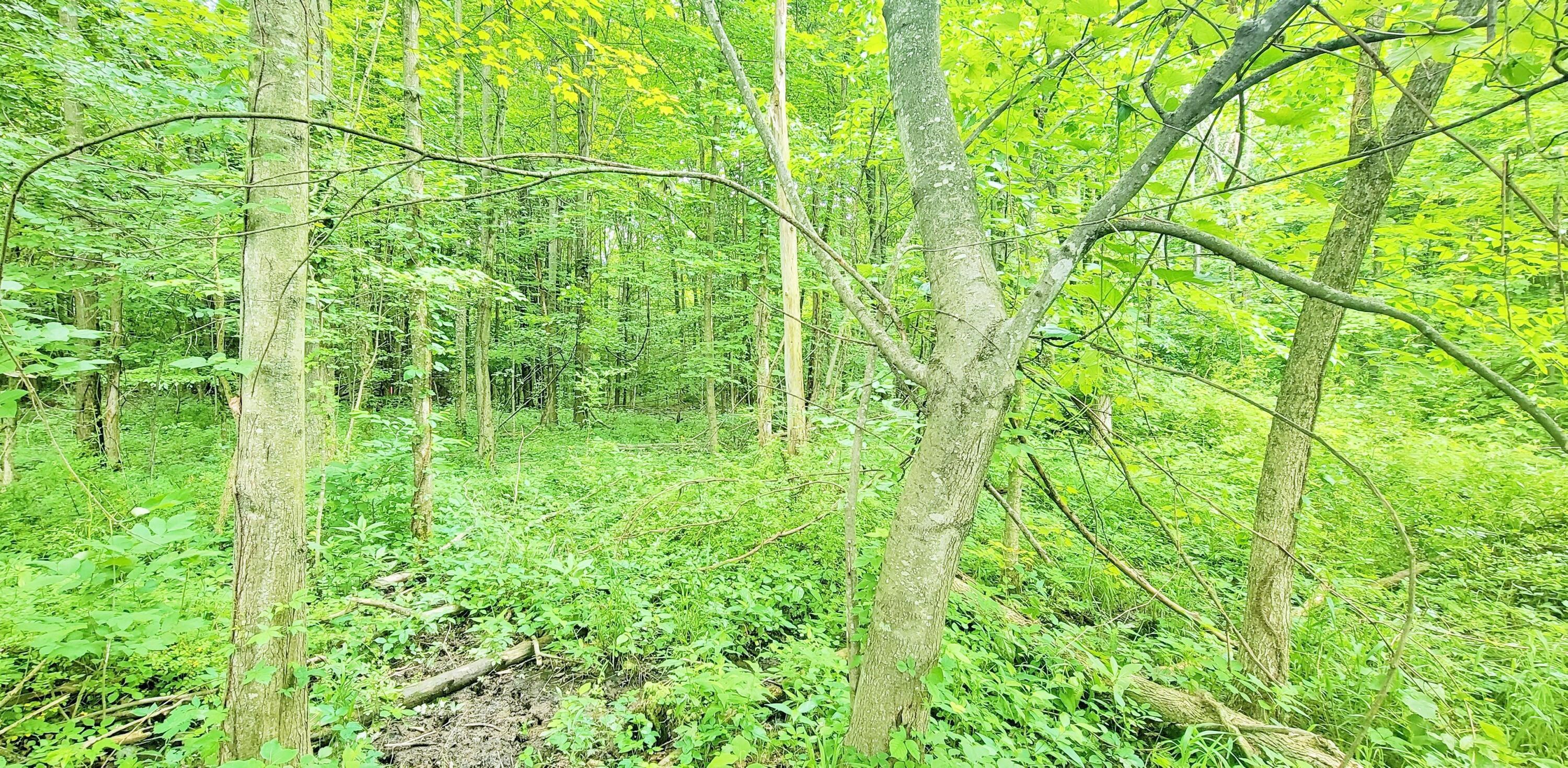 6227 Lane Road Centerburg, OH 43011 - Photo 1 of 20 20220620_120611