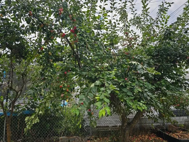 $225,000 | 416 South Maple Street, Colville, WA 99114