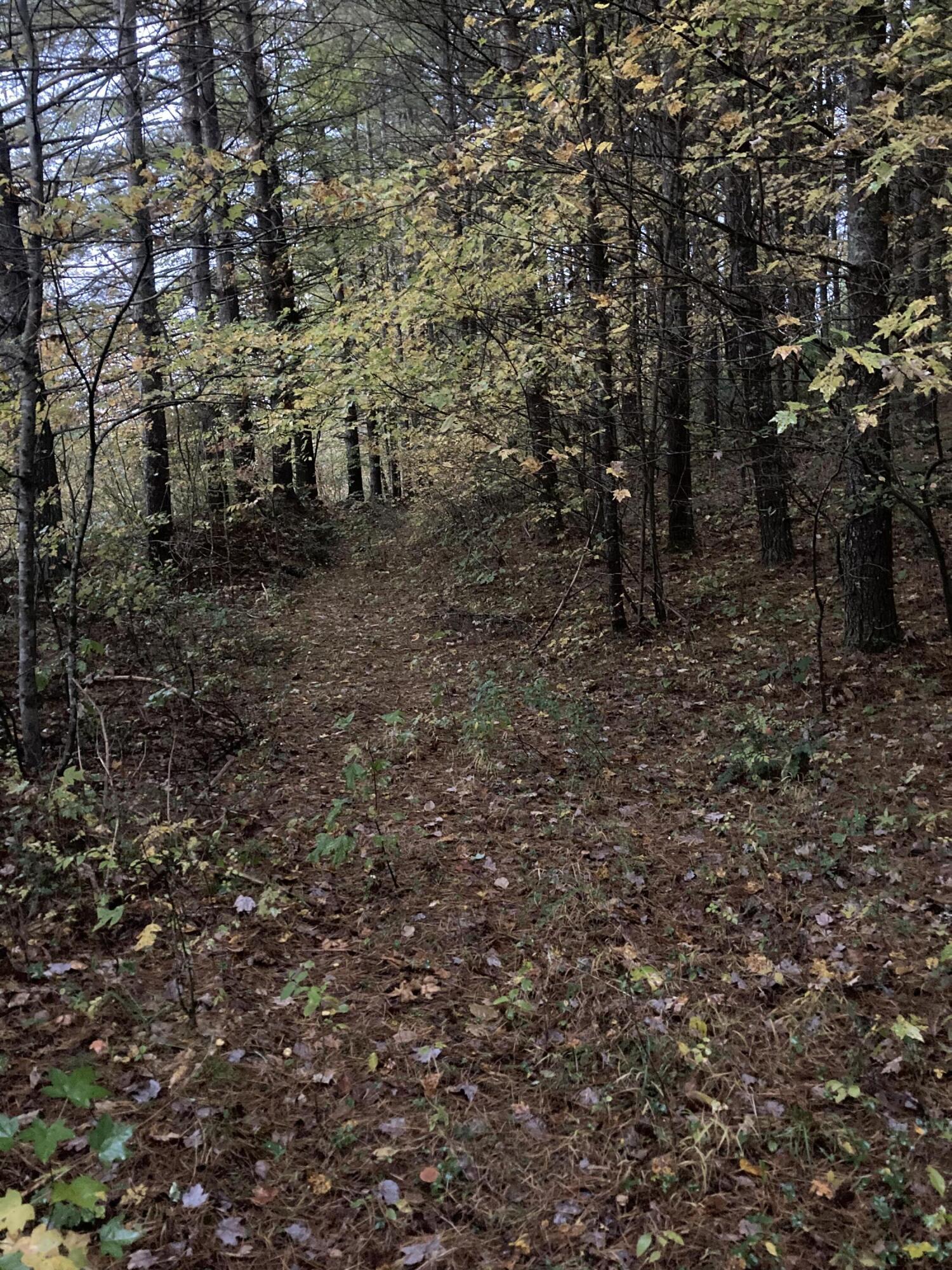 175 Sandlin Cemetery Road Manchester, KY 40962 - Photo 8 of 37 E081ACF1-26E1-4F3A-9B45-AC56B7F7A841