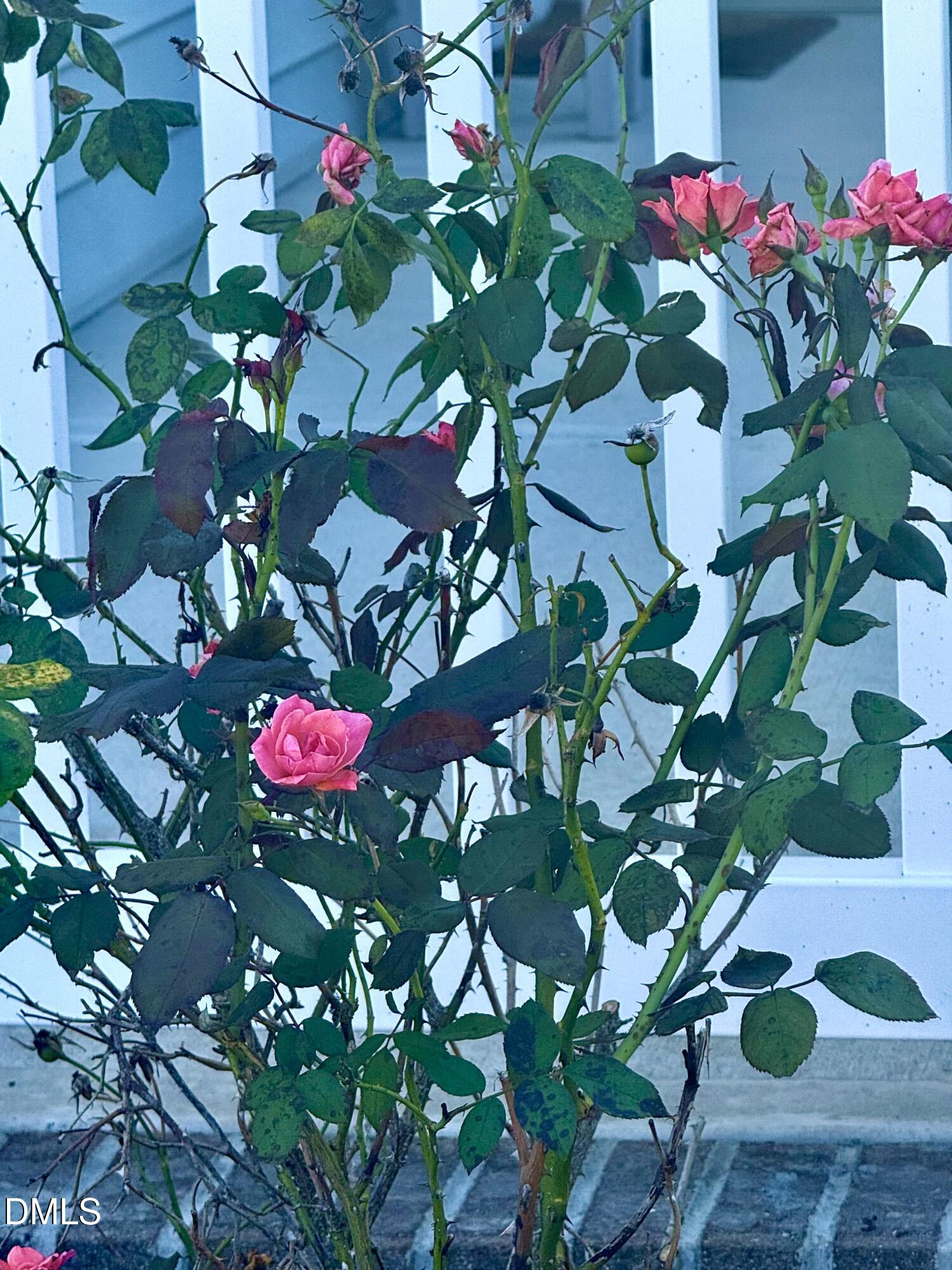 136 Kenneth Lane Willow Spring, NC 27592 - Photo 70 of 94 Roses
