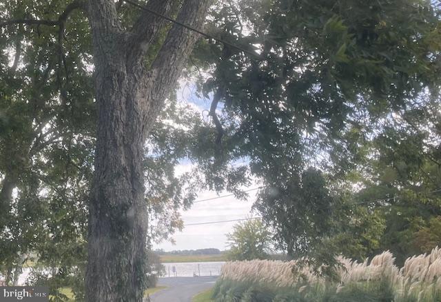 5733 Coventry Parish Road Westover, MD 21871 - Photo 6 of 27 a view of tree