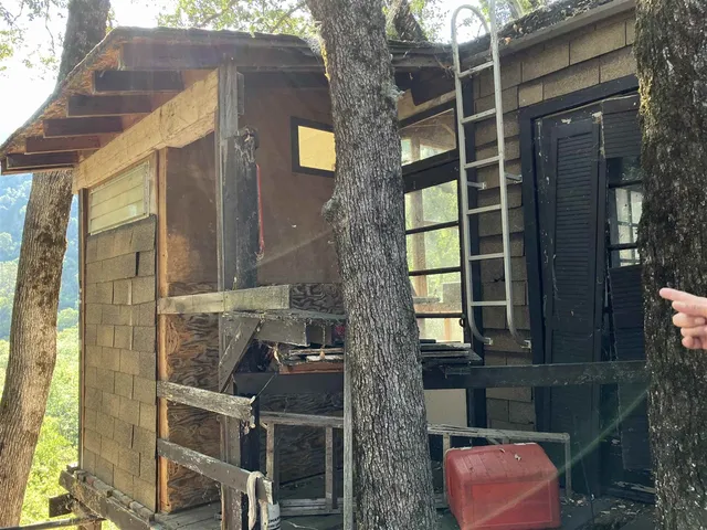 a view of a large tree