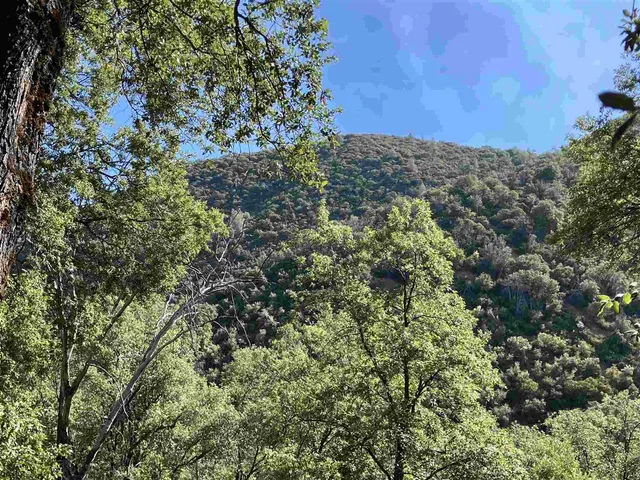 a view of a two chairs in a forest