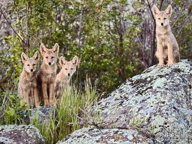 $6,700,000 | 9200 Old Flowers Road, Bellvue, CO 80512