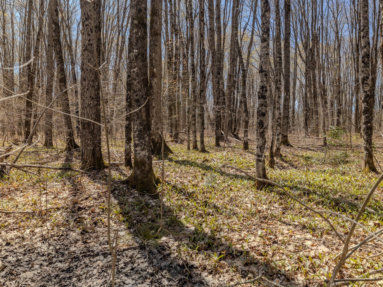 Lot 2 East Shore Road Bergland, MI 49910 - Photo 18 of 25
