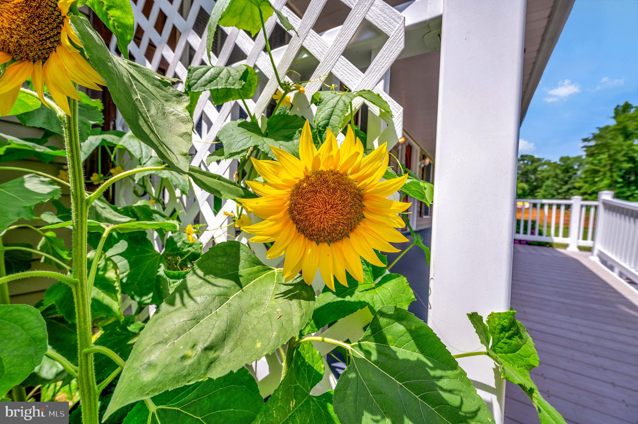 633 Welsh Drive Ruther Glen, VA 22546 - Photo 35 of 71 The beauty of sunflowers