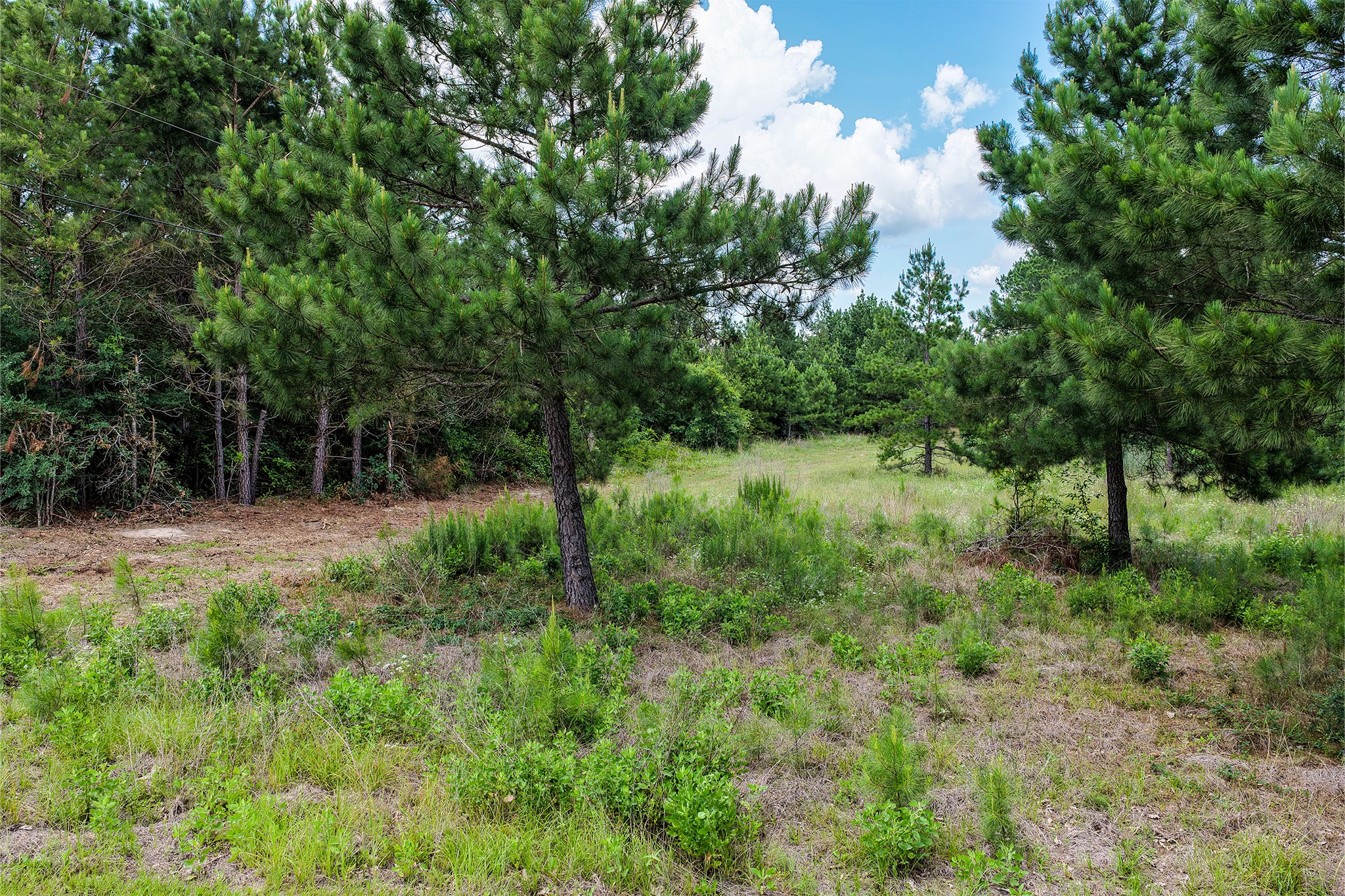 691 Bishop Road Huntsville, TX 77320 - Photo 27 of 32 a view of outdoor space and yard