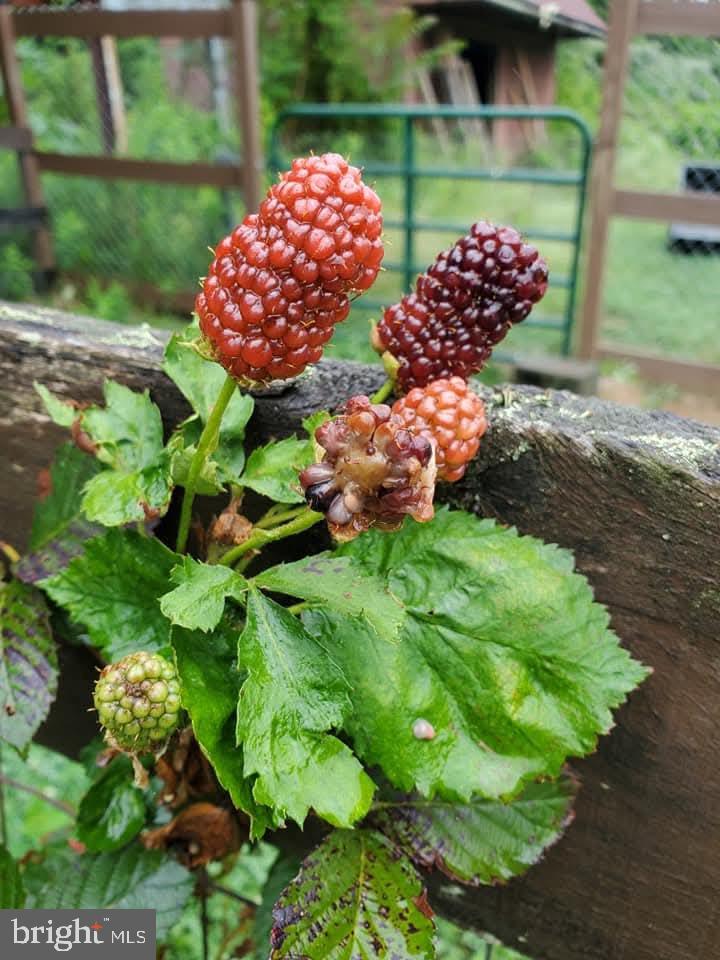 312 Timber Trail Spotsylvania, VA 22551 - Photo 11 of 74