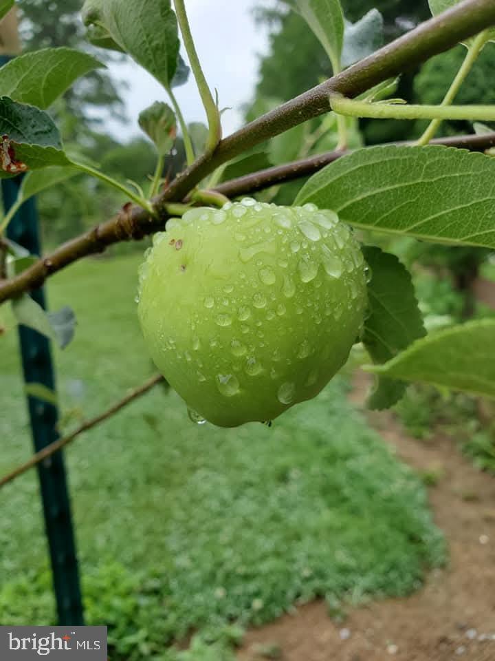 312 Timber Trail Spotsylvania, VA 22551 - Photo 24 of 74 a view of a green field