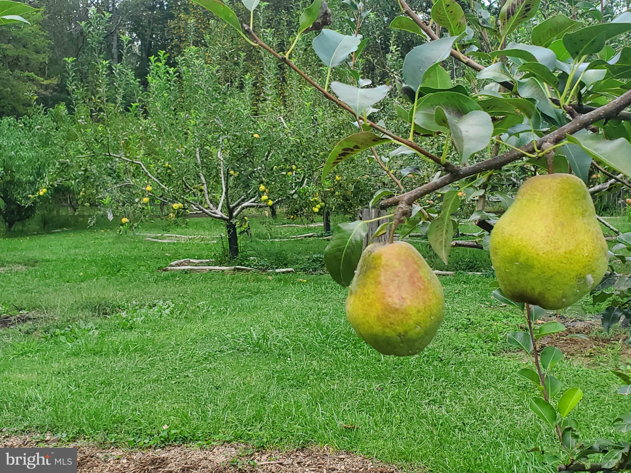 312 Timber Trail Spotsylvania, VA 22551 - Photo 39 of 74 a view of a garden with a table and chairs
