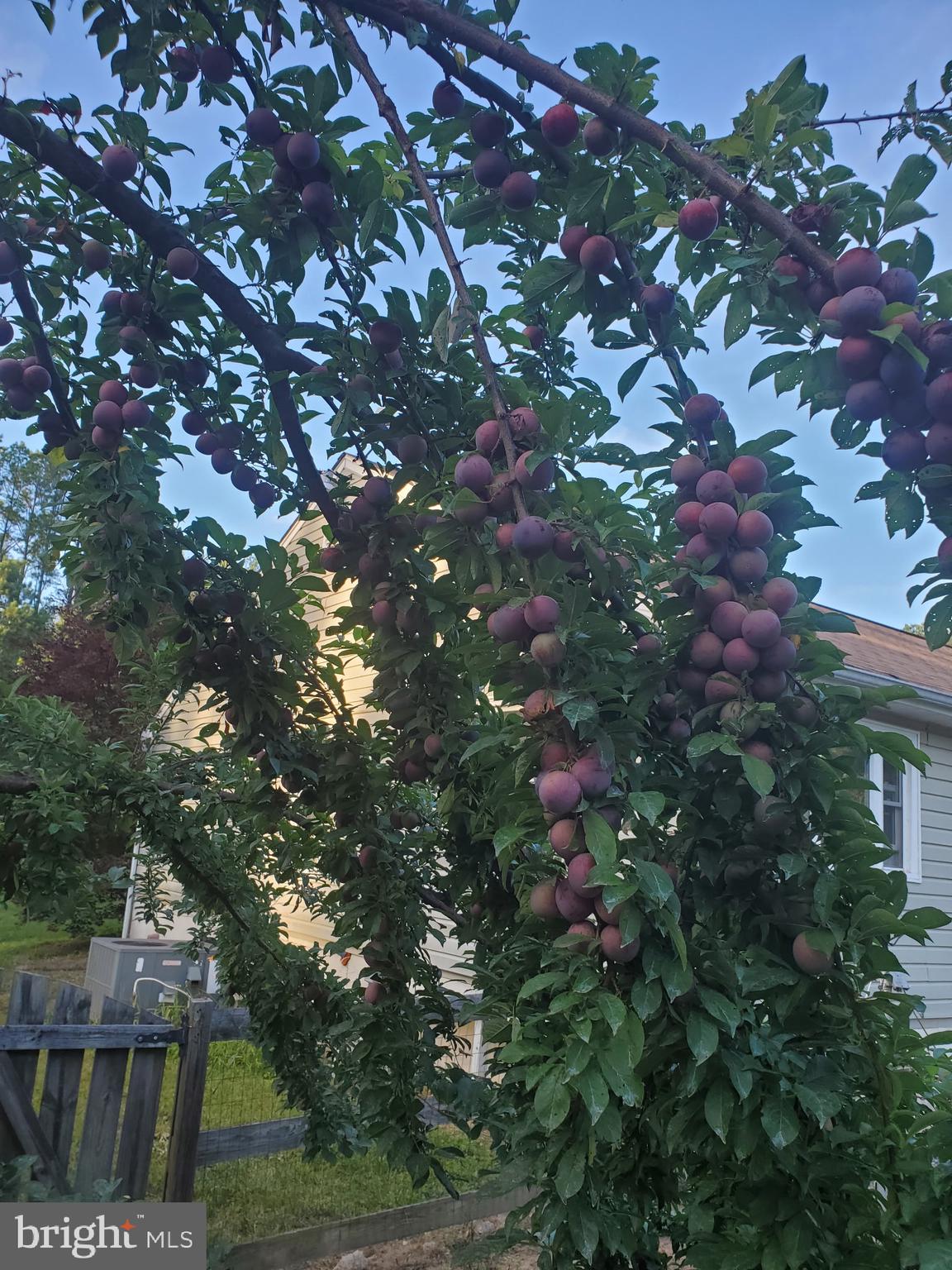 312 Timber Trail Spotsylvania, VA 22551 - Photo 47 of 74