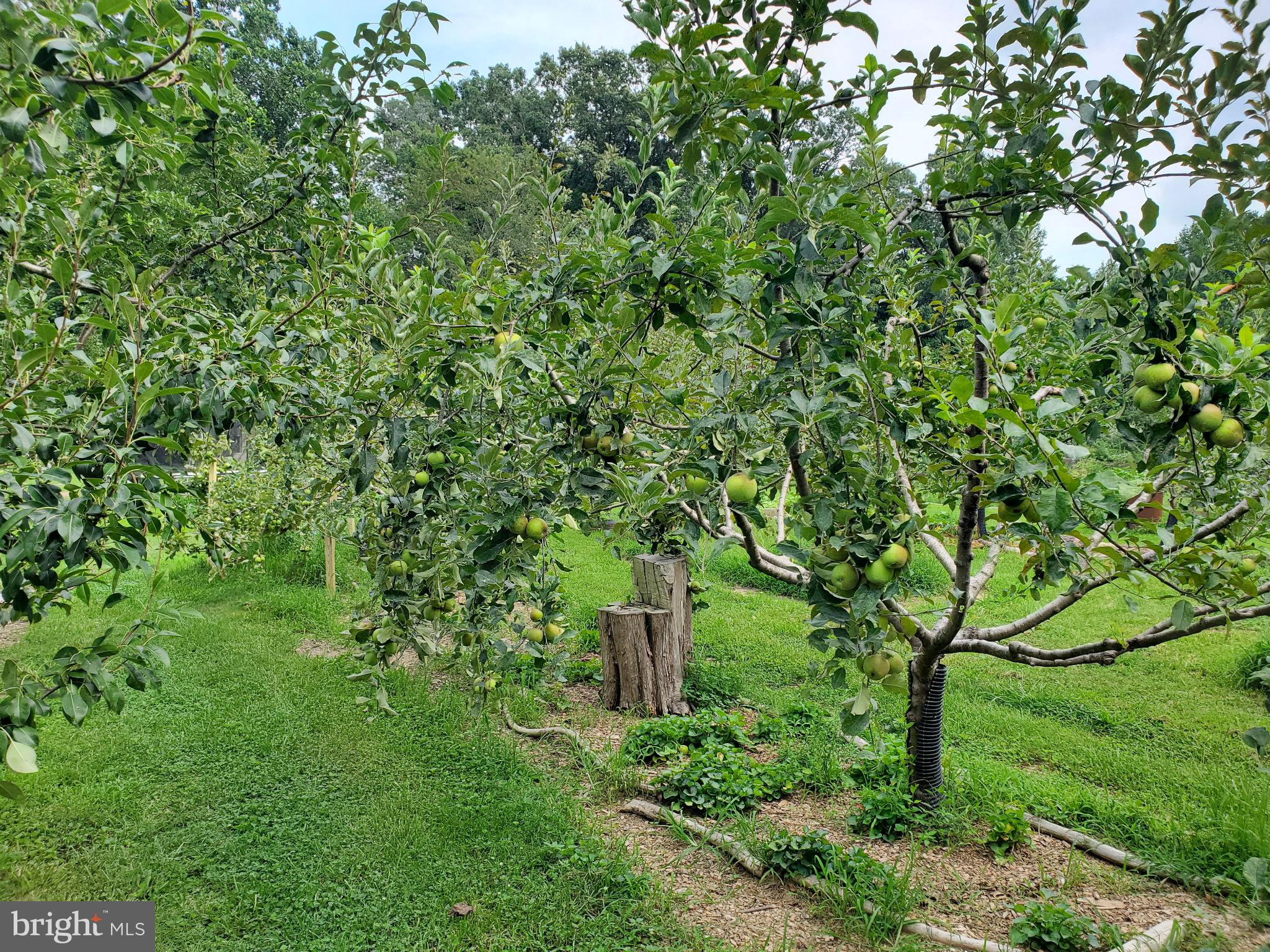 312 Timber Trail Spotsylvania, VA 22551 - Photo 52 of 74