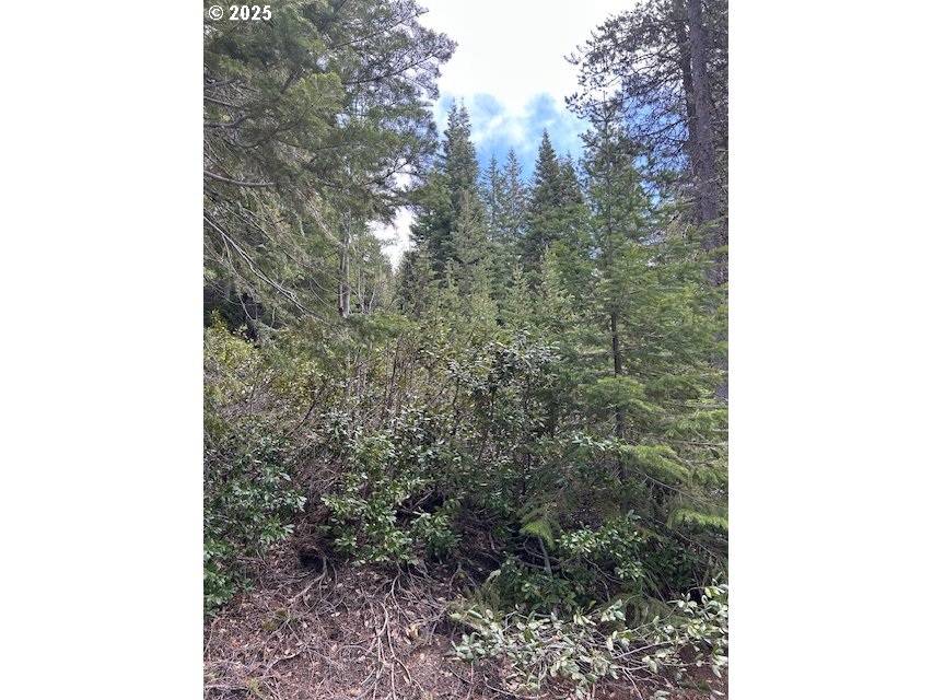 5 Royce Pine Road Crescent Lake, OR 97733 - Photo 4 of 12 a view of a forest that has a tree