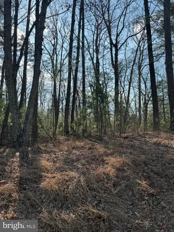 a view of a forest with trees in the background