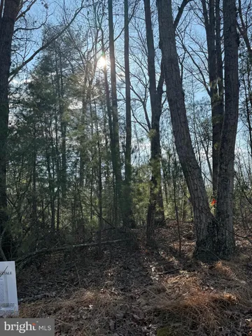 a view of a forest with trees