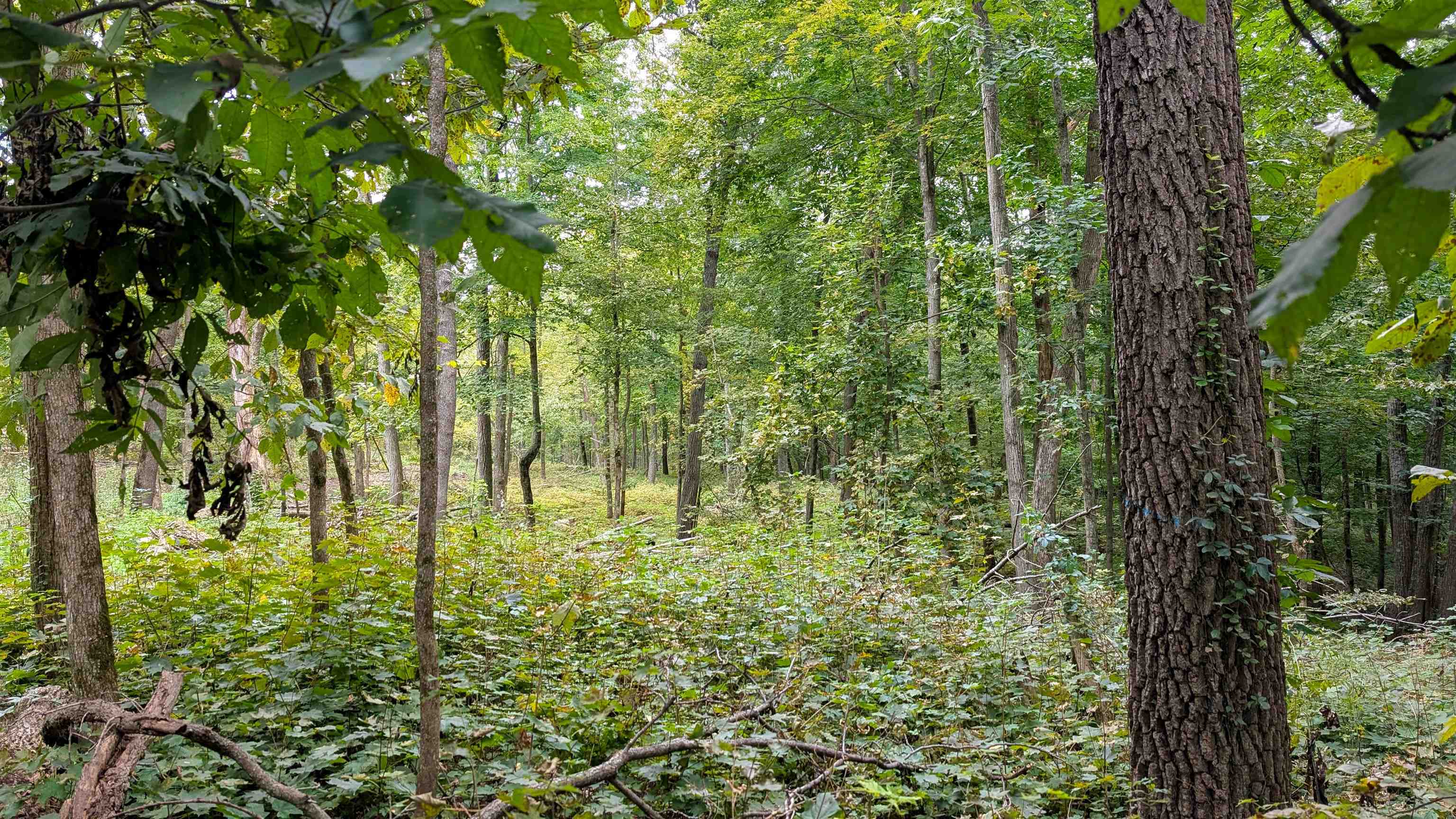 2222 County Road Y Mineral Point, WI 53565 - Photo 10 of 13