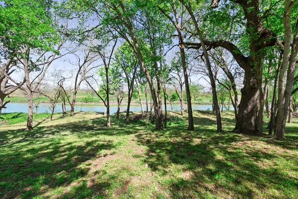 a view of backyard with tree