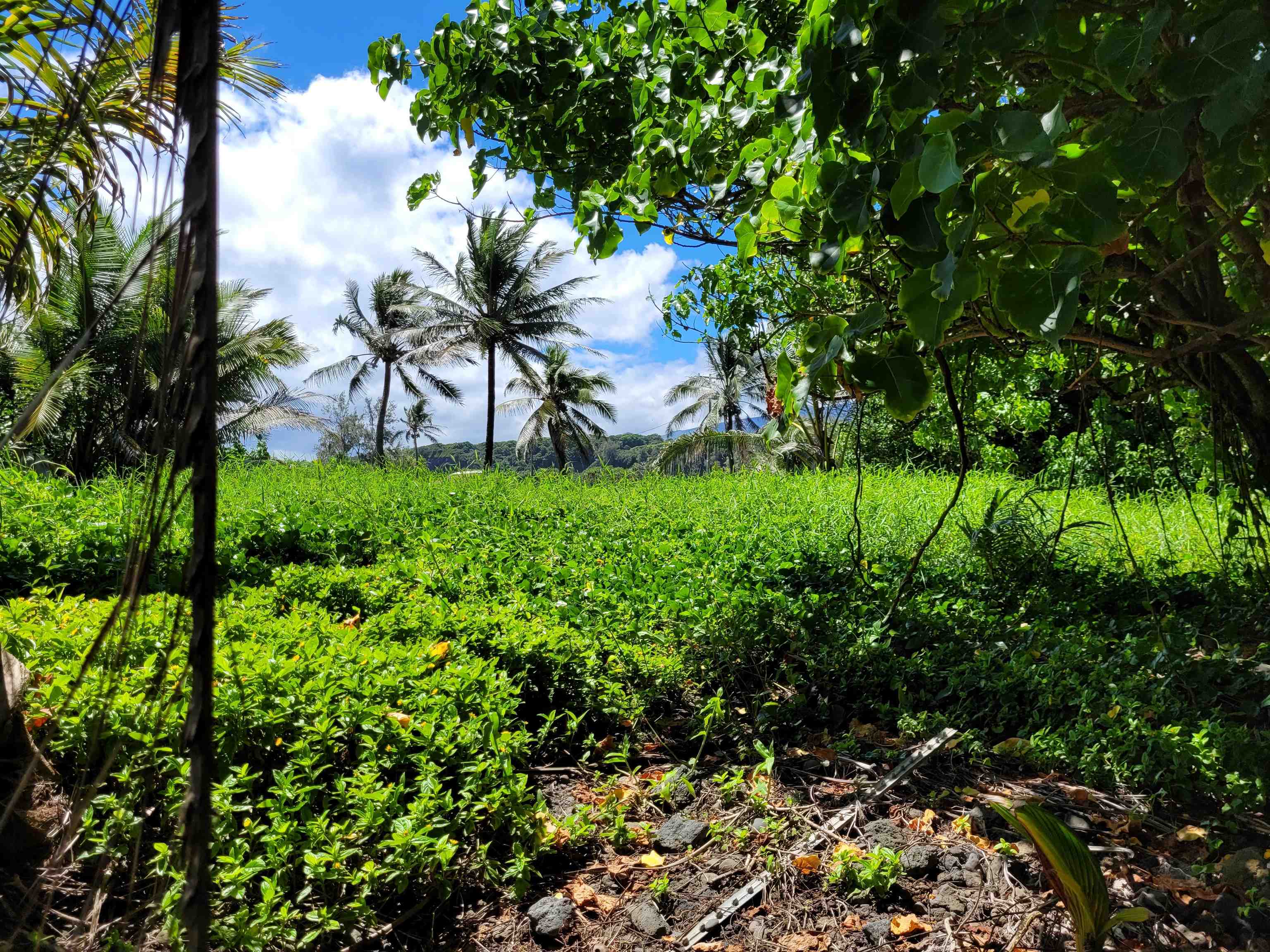 Keanae Road Hana, HI 96713 - Photo 16 of 29 a view of a garden