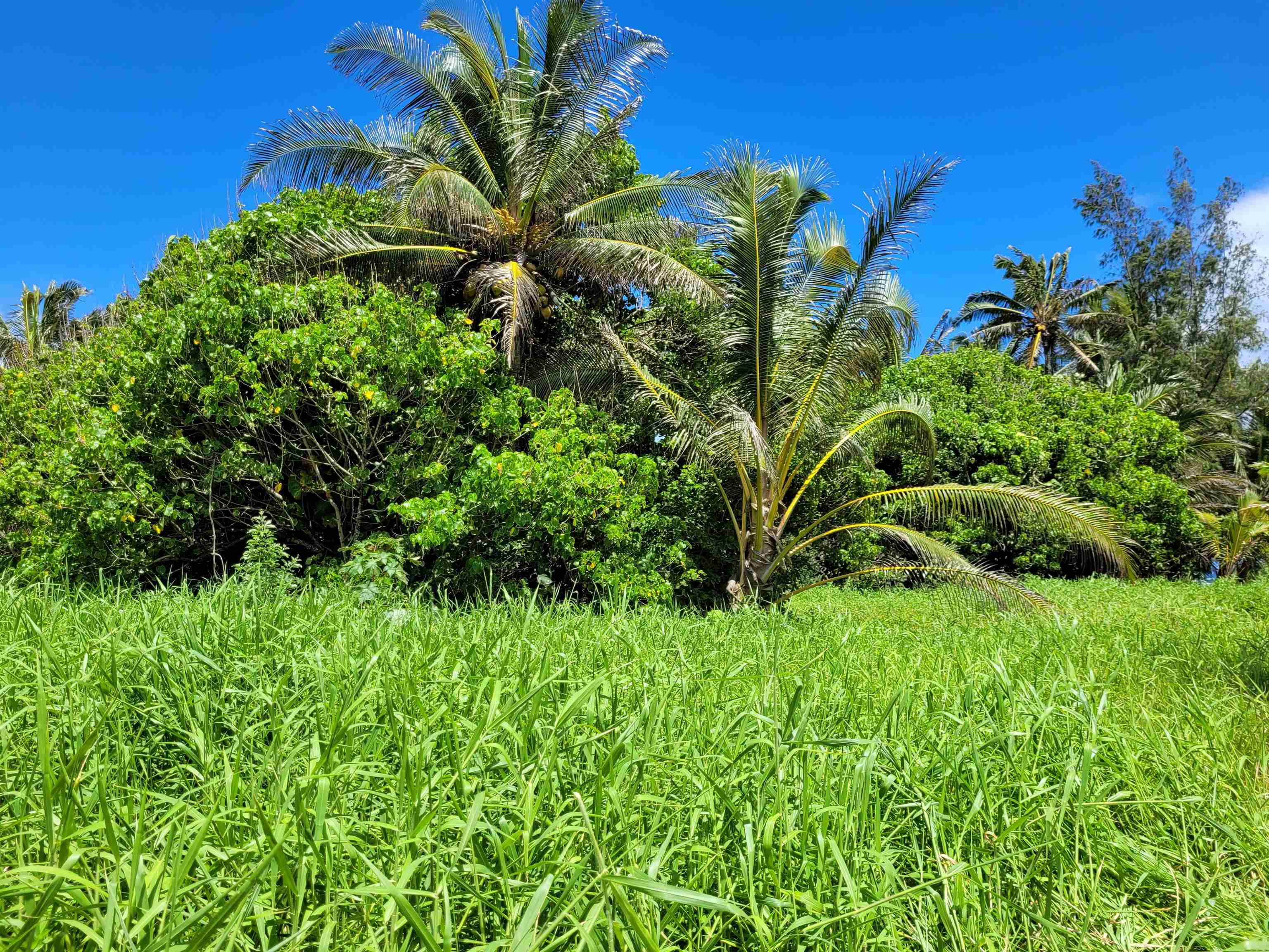 Keanae Road Hana, HI 96713 - Photo 20 of 29 a view of a plant in a garden