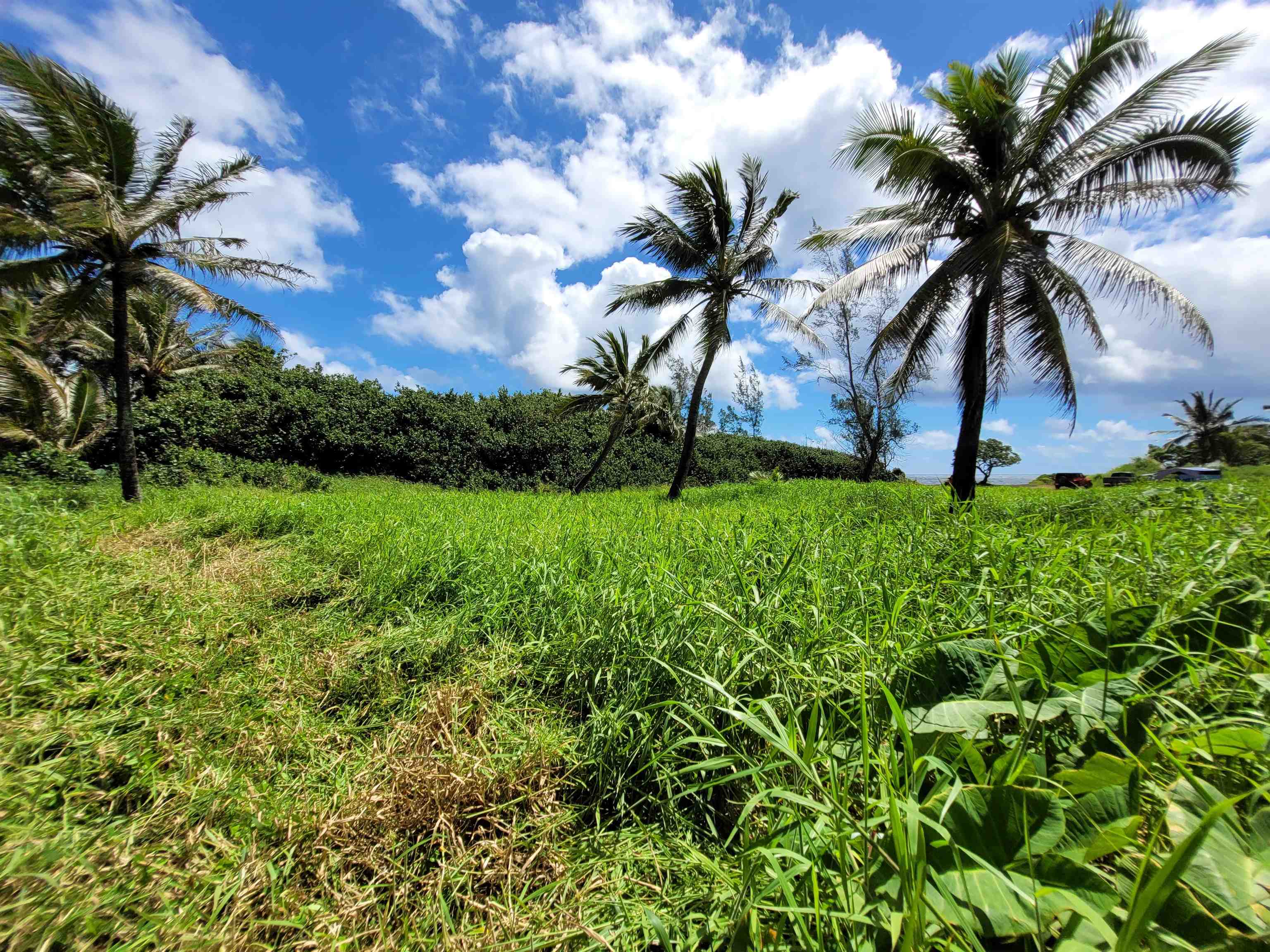 Keanae Road Hana, HI 96713 - Photo 25 of 29 a view of garden