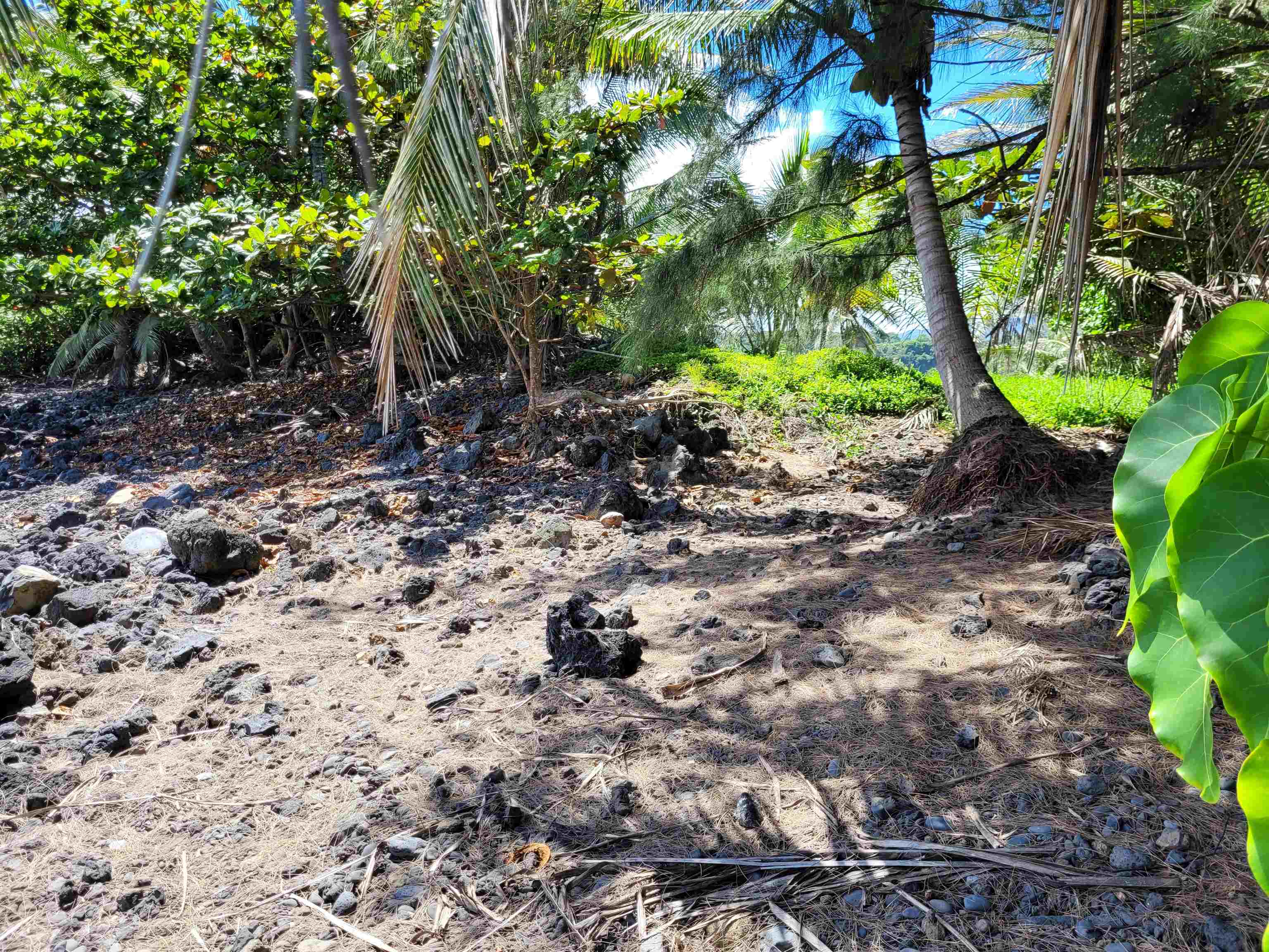 Keanae Road Hana, HI 96713 - Photo 5 of 29 a view of a forest with trees